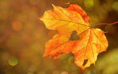 Mørk er november – Lyset imellem os